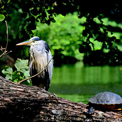 Reiher mit Schildkröte.  DSCF9763e