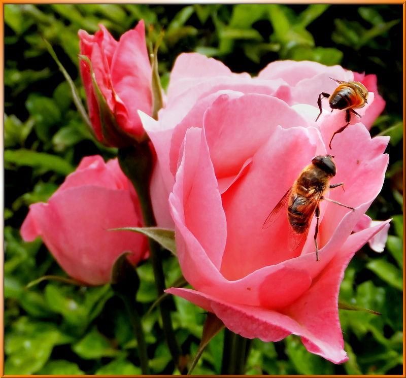 Happy bees on blossoms...  ©UdoSm