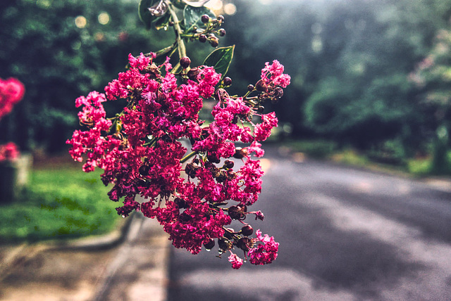 Crape Myrtle