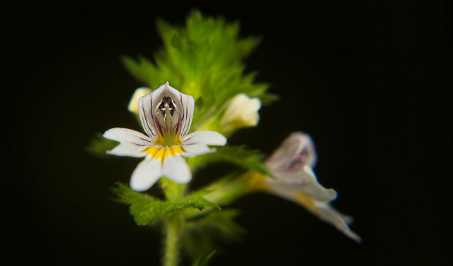 Die kleinen Blüten des Gemeinen Augentrostes (Euphrasia officinalis) :))  The small flowers of the common eyebright (Euphrasia officinalis) :))  Les petites fleurs de l'euphraise commune (Euphrasia of