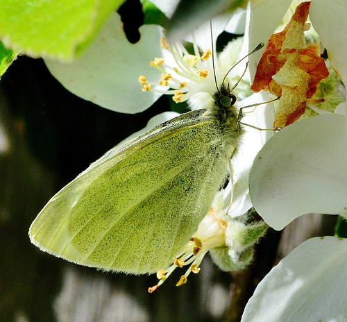 Small White. Pieris napi