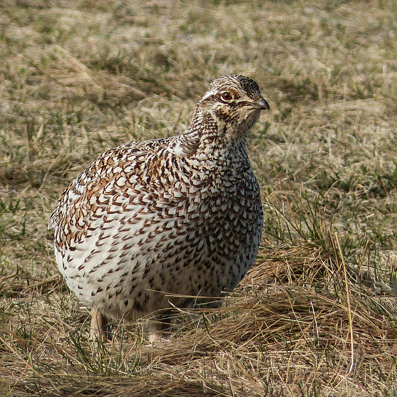 Sharp-tailed Grouse