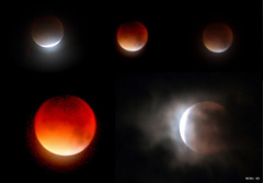 This morning's Total Lunar Eclipse - a Super Moon combined with a total eclipse gives us the Blood Moon