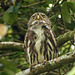 Ferruginous Pygmy-owl, on way to Brasso Seco