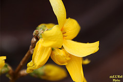 Forsythia (but everybody knows that ...)