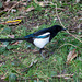 A magpie trying to collect nesting material