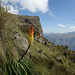 Red-hot Poker (Kniphofia foliosa) - Simien Mountains