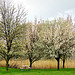 Ornamental pear trees