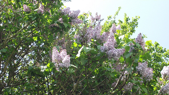 Pale lilac - there are so many trees