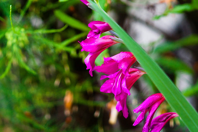 Gladiolus