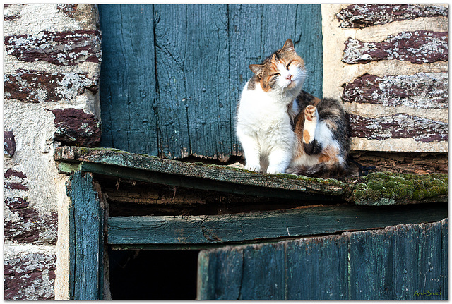 Chat gratte !