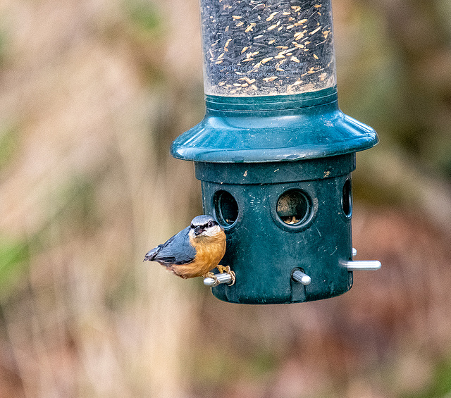 Nuthatch