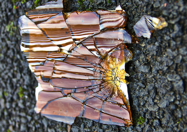 Broken Bottle......Or A Tortoiseshell Treasure Trove? Broken Bottle......Or A Tortoiseshell Treasure Trove?