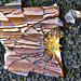 Broken Bottle......Or A Tortoiseshell Treasure Trove?