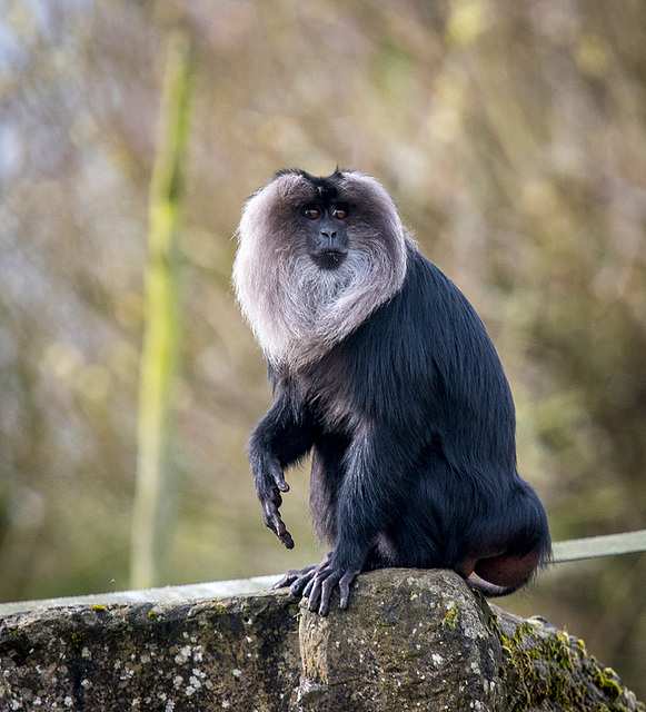 A monkey from Chester Zoo