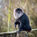 A monkey from Chester Zoo