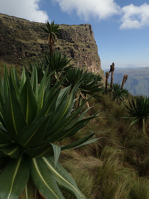 Giant Lobelia - Simien Mountains