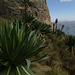 Giant Lobelia - Simien Mountains