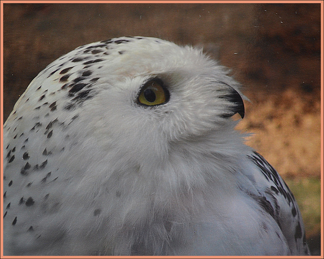 Sharp eyes and beak