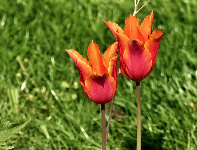 Tulpen