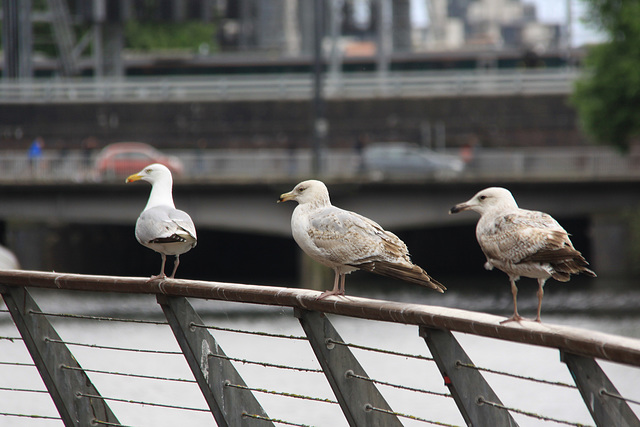 Hungry Gulls