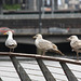 Hungry Gulls