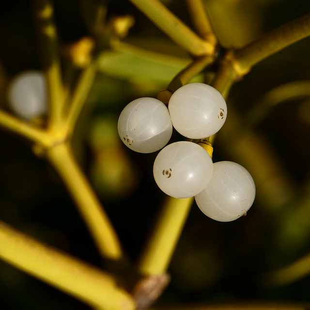 Beeren der Mistel