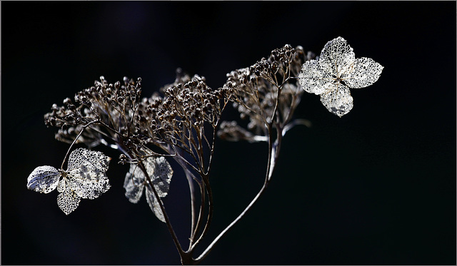 L'hiver de l'hortensia