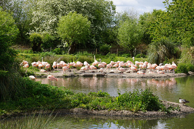 Scenes from Slimbridge (32) - 20 May 2015