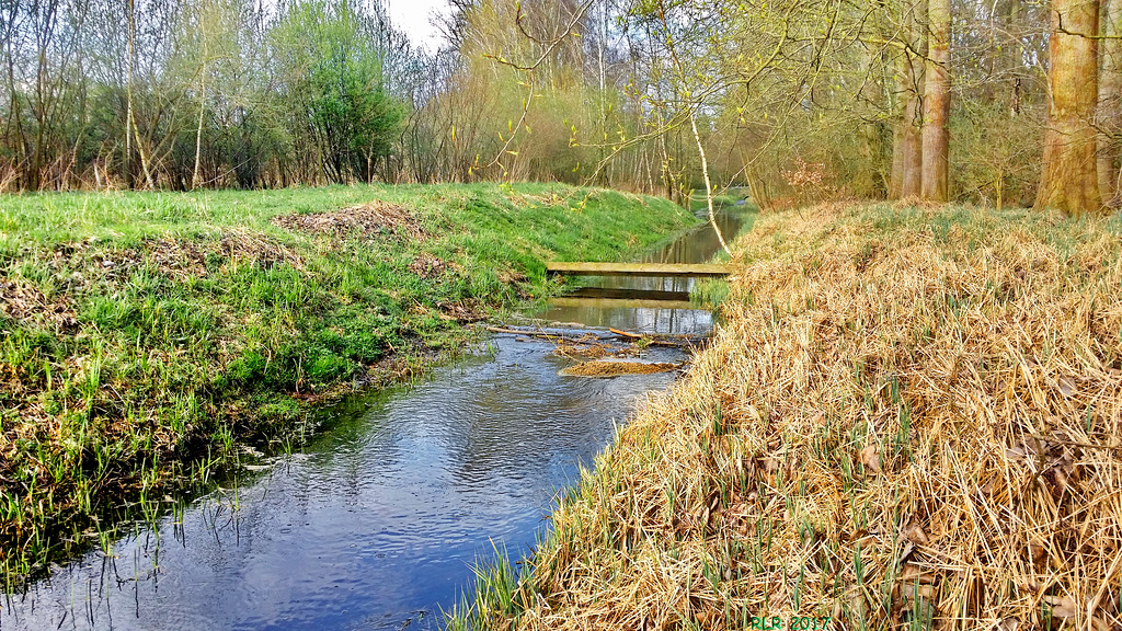 Frühling am Bach