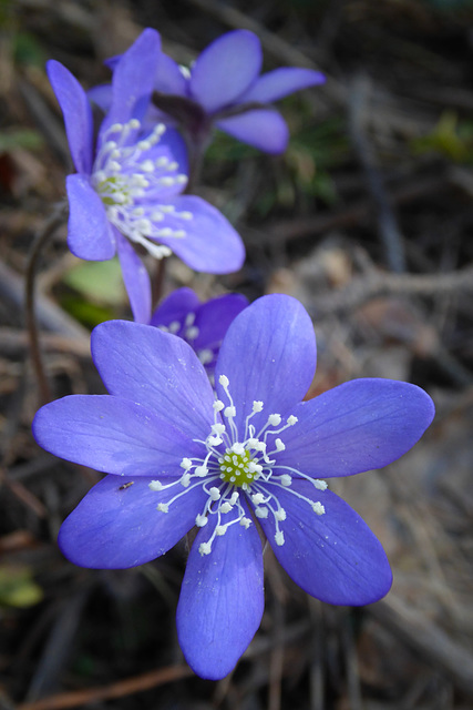 Anemone hepatica