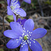 Anemone hepatica