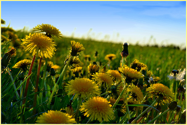 Dandelion Bouquet