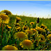 Dandelion Bouquet