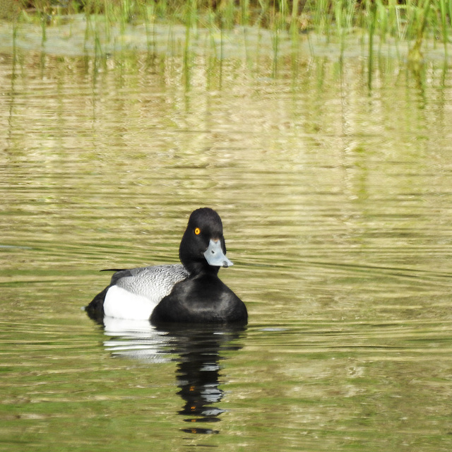 Lesser Scaup