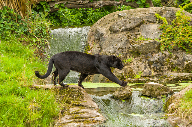 A panther sharing the same space