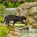 A panther sharing the same space