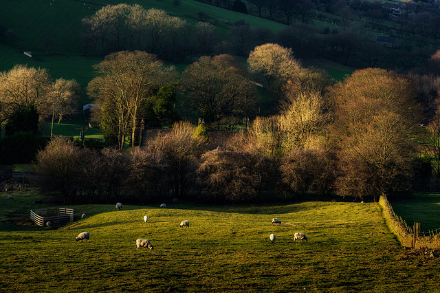 Winter trees with low sun lighting