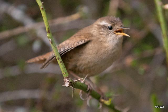 Lonely male Wren looking for a mate!