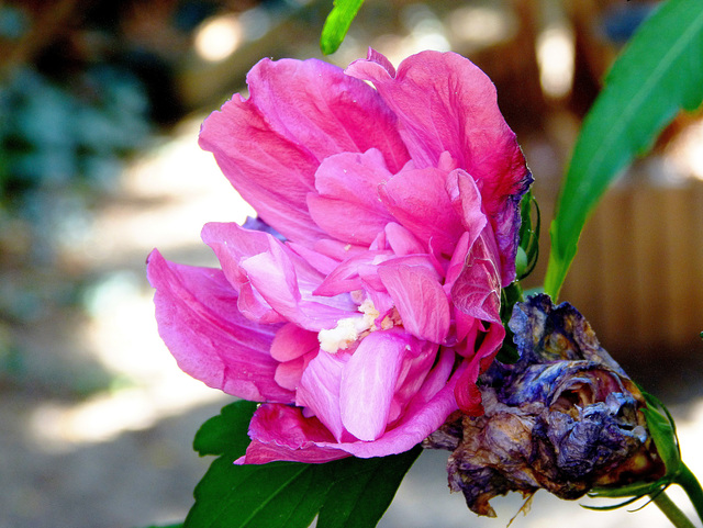 ... rhododendron ...