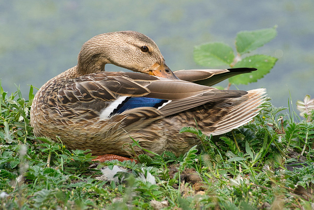 mallard close-up