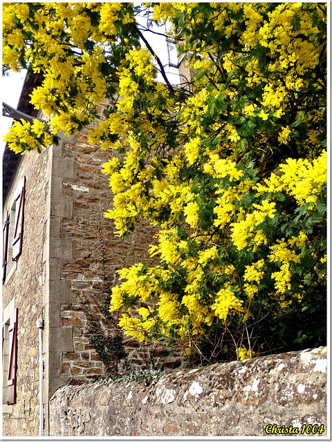 Ces mimosas embaument toute la rue.