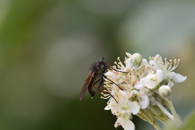 dasypogon diadema