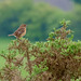 Female Stonechat