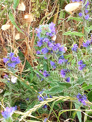 Fleurs sauvages