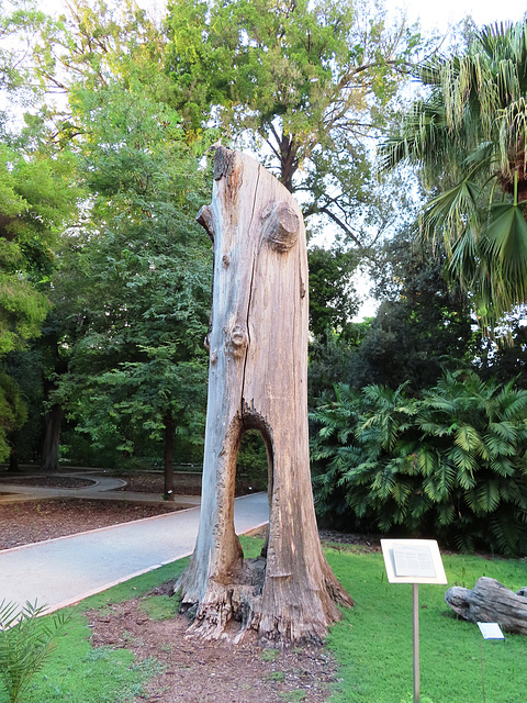 Valencia: Jardín botánico, 8