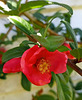 Quince flower.