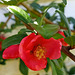 Quince flower.