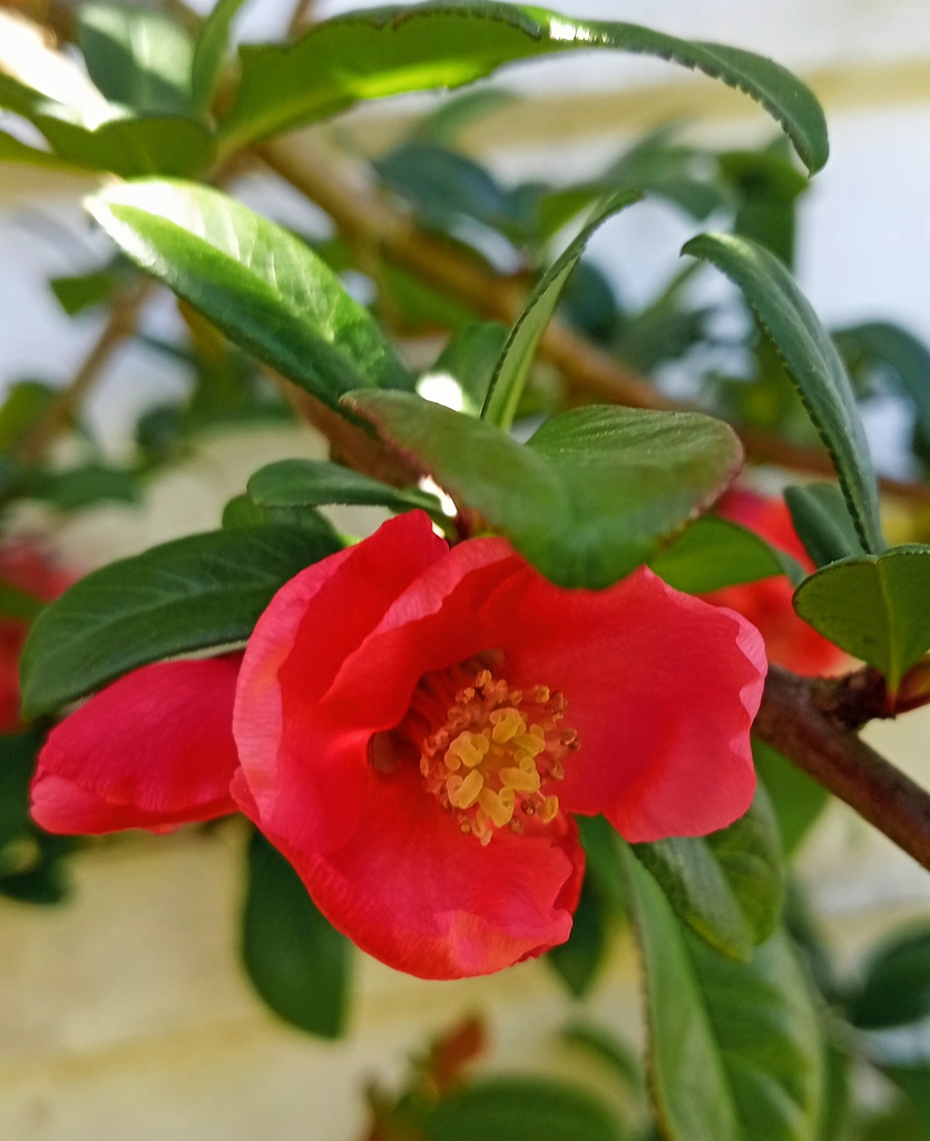 Quince flower.