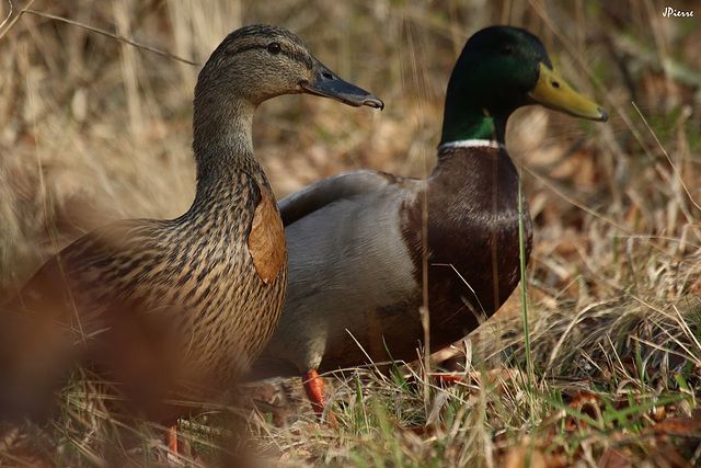 L'or pour Madame Canard